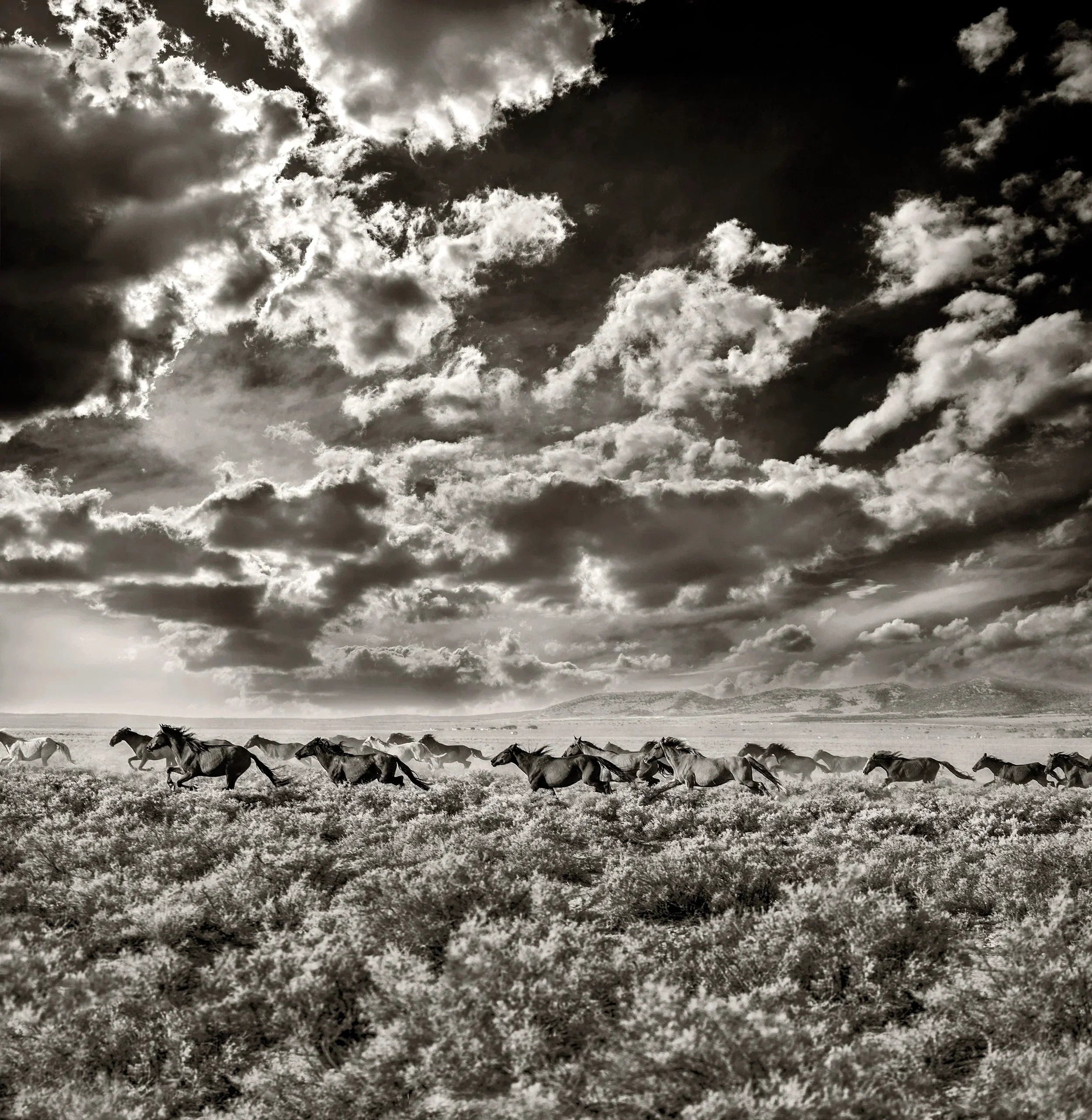 Inspired By Brown Cannon